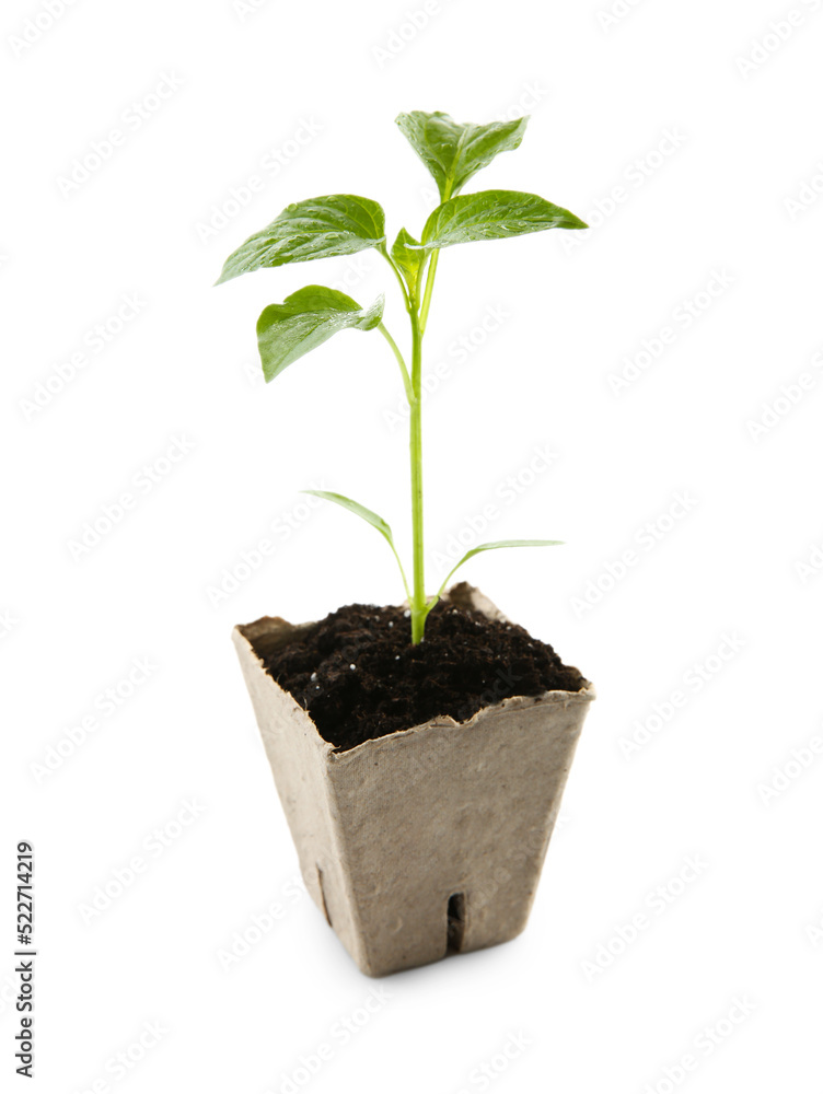 Green pepper seedling in peat pot isolated on white