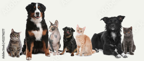 Cute dogs and cats on white background. Banner design