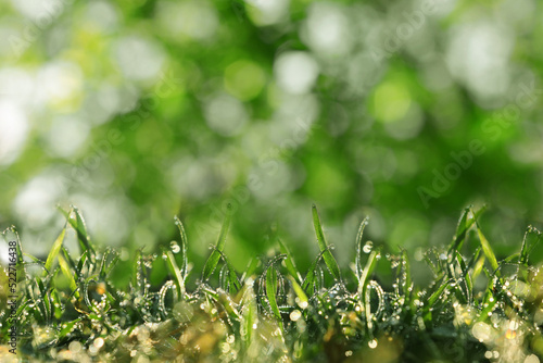 Beautiful green grass with morning dew on sunny day. Bokeh effect