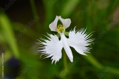 Macro close-up of a blooming White Egret Flower (Pecteilis radiata) against a green background / 緑を背景に咲くサギソウ（鷺草）のマクロクローズアップ