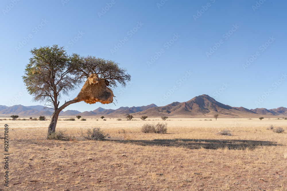 Communal nest of sociable weavers (Philetairus socius) in Acacia tree, Namibrand nature reserve, Namibia, South Africa