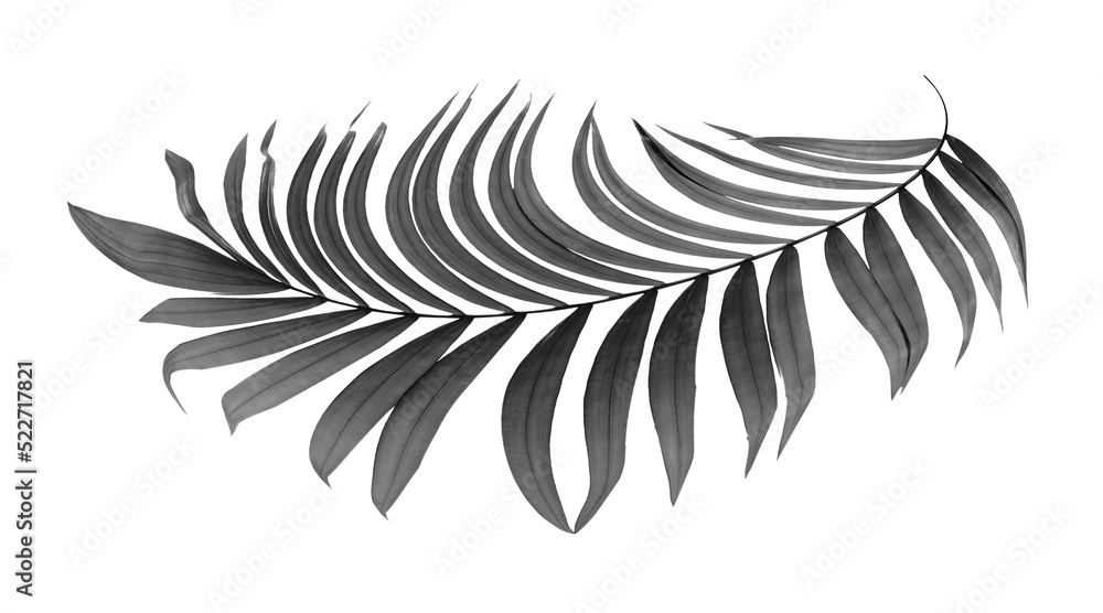 black leaves of palm tree on transparent background png file Stock ...
