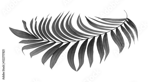 black leaves of palm tree on transparent background png file