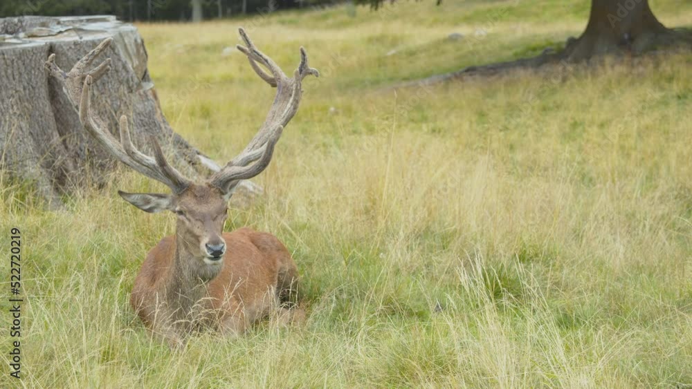 Deer stands up threateningly. Beautiful adult male deer with large horns stands on its paws and blows. 4k stock video of sighting of big wild animal. Animal defense behavior. Deer stands up threateningly. Beautiful adult male deer with large horns stands on its paws and blows. 4k stock video of sighting of big wild animal. Animal defense behavior.