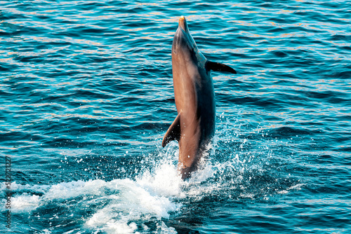 Dolphin jumping out of the water . Jumping fish from the sea