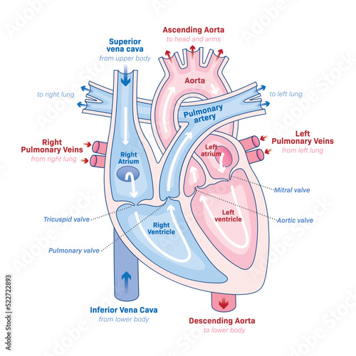 Human Heart, Anatomy of the Heart, The Heart process, Circulatory system, Blood Flow, illustration