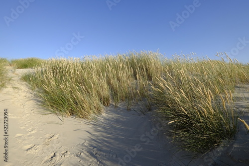 island dune and vegetation