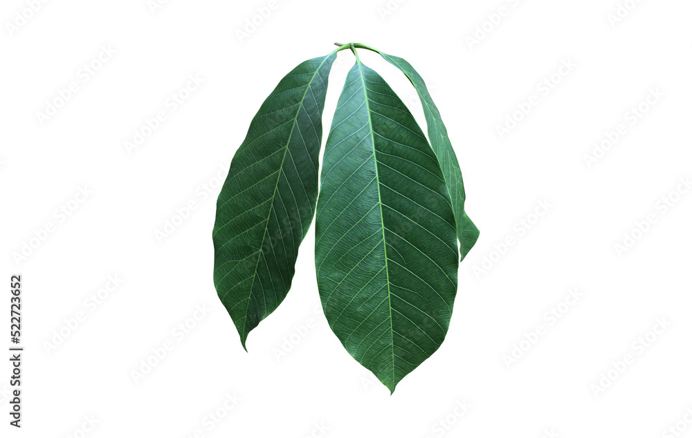 Isolated hevea brasiliensis or rubber leaf with clipping paths. Isolated hevea brasiliensis or rubber leaf with clipping paths.