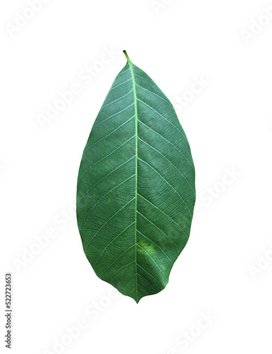 Isolated hevea brasiliensis or rubber leaf with clipping paths.