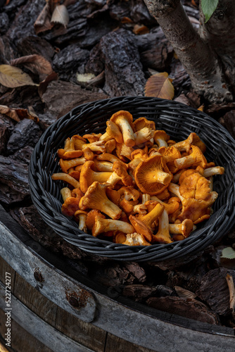 Fresh chanterelle mushrooms © Ukrainian Food Photo