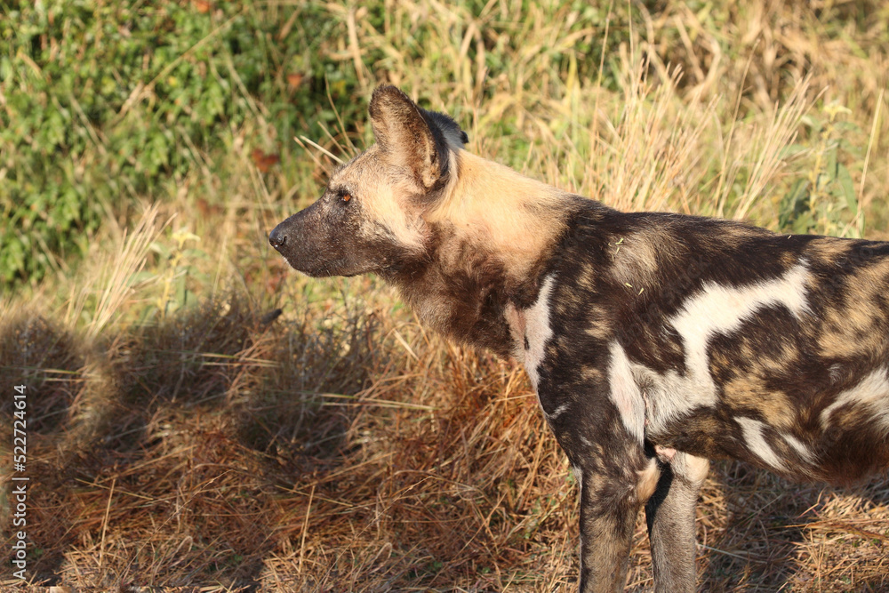 Afrikanischer Wildhund / African wild dog / Lycaon pictus. Afrikanischer Wildhund / African wild dog / Lycaon pictus.