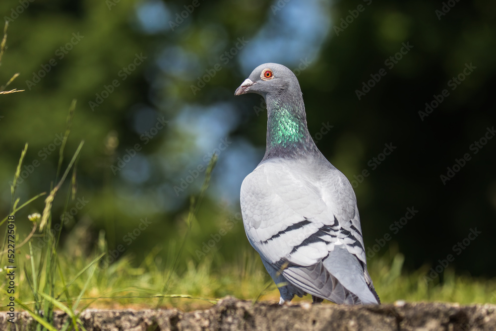 The farm sports pigeon is resting on the wall. A pigeon with rings on its legs, and there are identification numbers on the rings. Breeding bird The farm sports pigeon is resting on the wall. A pigeon with rings on its legs, and there are identification numbers on the rings. Breeding bird