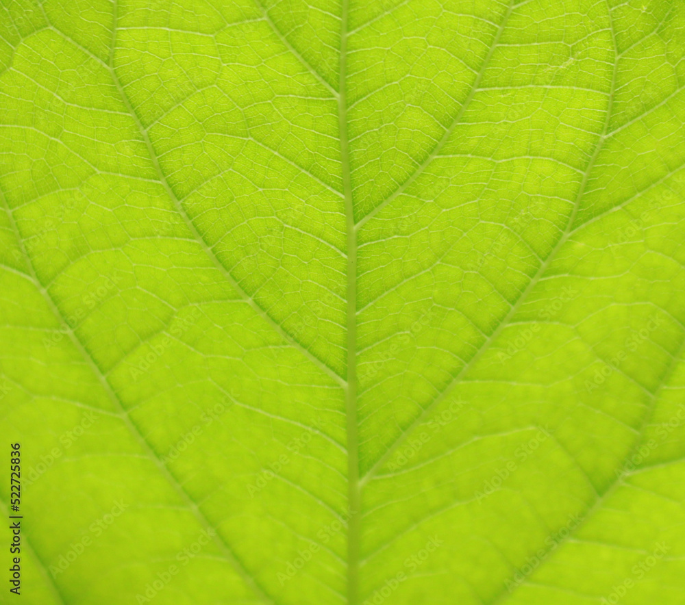 Green leaf textures, macro photo show detail of a leaf Green leaf textures, macro photo show detail of a leaf