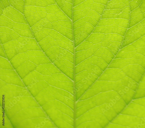 Green leaf textures, macro photo show detail of a leaf