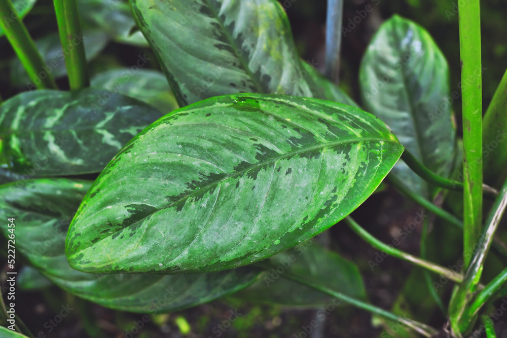 Obraz premium Leaf of exotic 'Aglaonema Robeleynii' houseplant