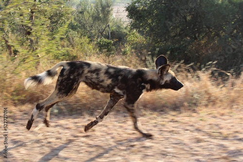 Afrikanischer Wildhund   African wild dog   Lycaon pictus..