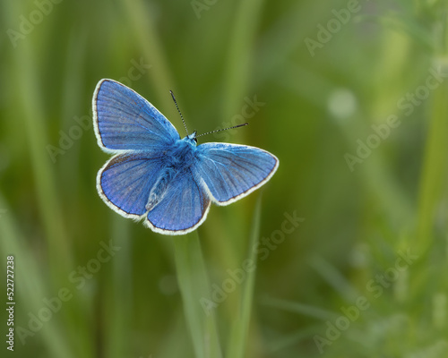 Common blue butterfly in a green meadow