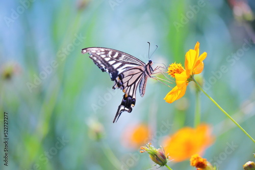 アゲハ蝶と秋のキバナコスモス