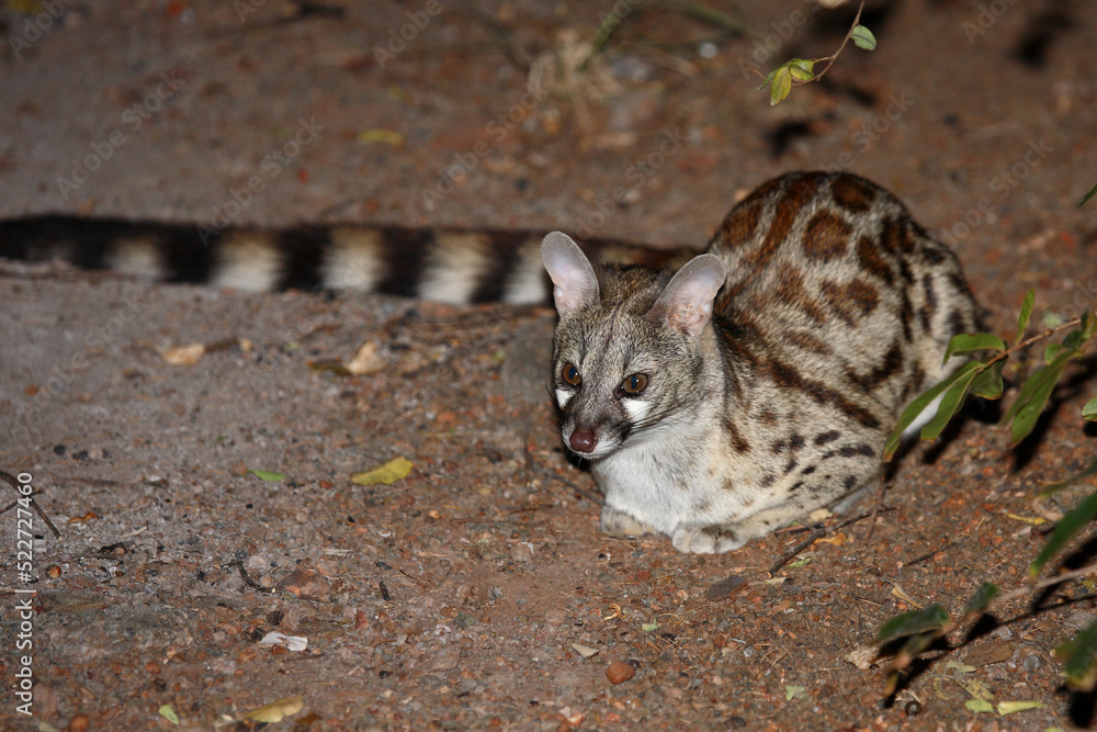 Südliche Großfleck-Ginsterkatze / South African large-spotted genet / Genetta tigrina Südliche Großfleck-Ginsterkatze / South African large-spotted genet / Genetta tigrina