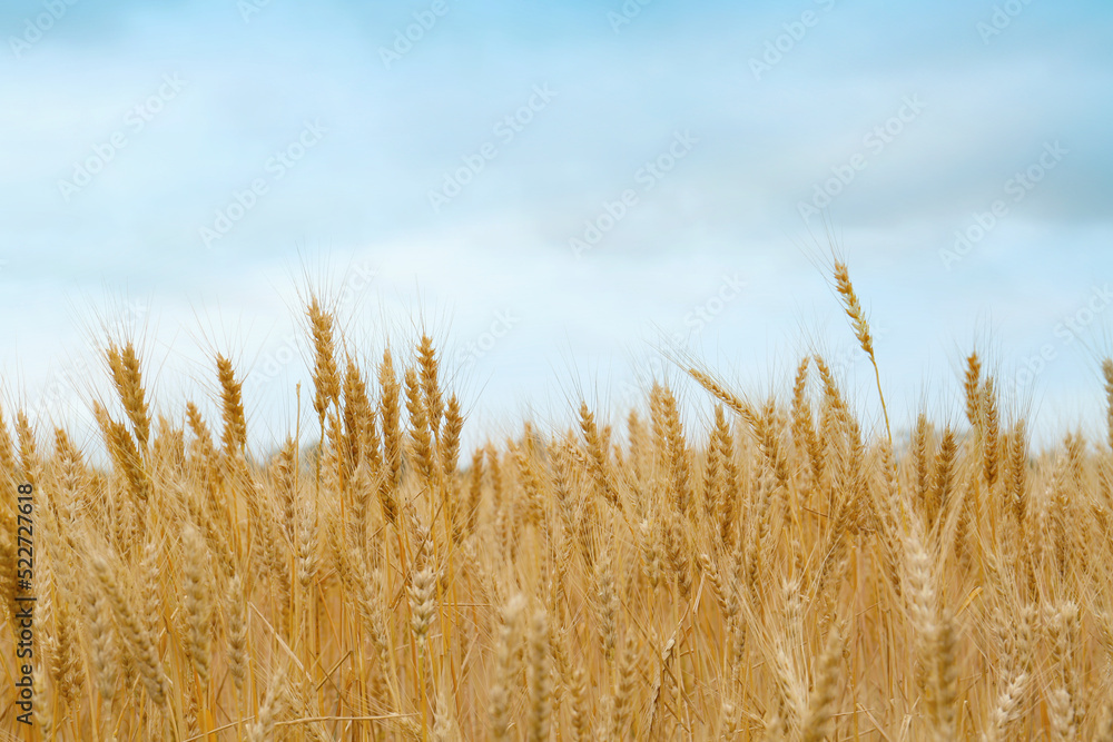 Beautiful agricultural field with ripe wheat crop on cloudy day Beautiful agricultural field with ripe wheat crop on cloudy day