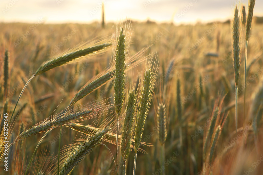 Fototapeta premium Beautiful agricultural field with ripening wheat, closeup