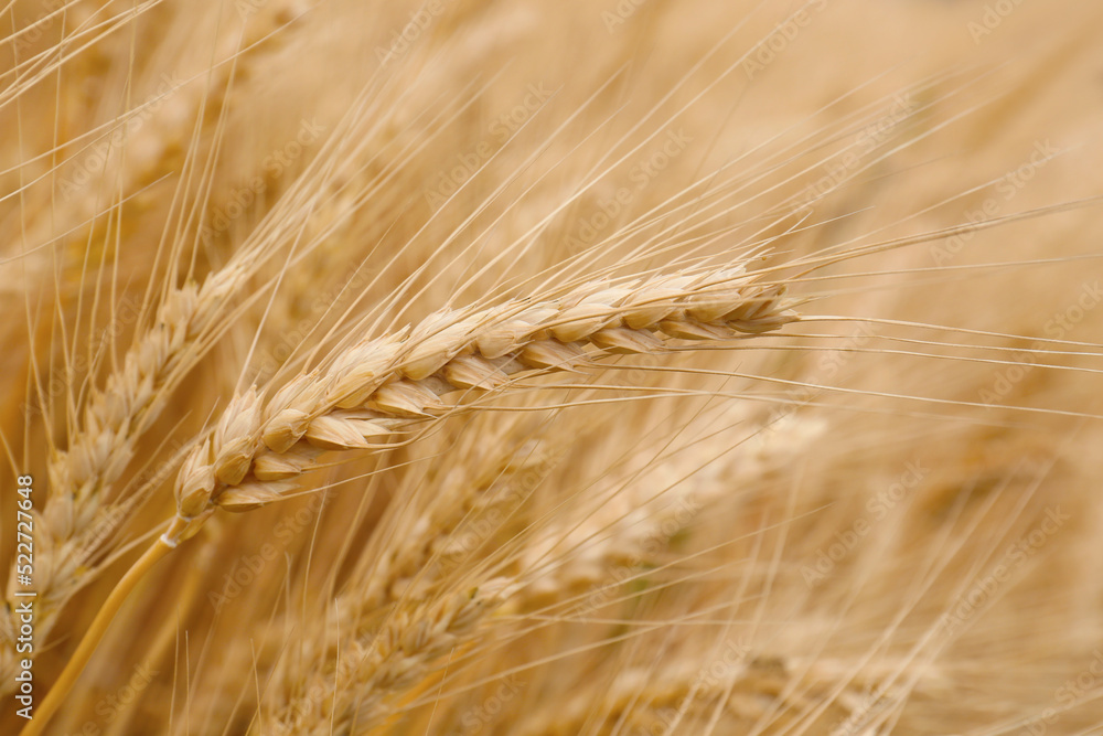 Fototapeta premium Beautiful ripe wheat spikes in agricultural field