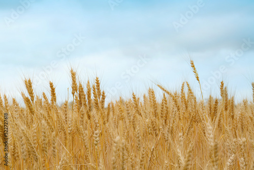 Beautiful agricultural field with ripe wheat crop on cloudy day