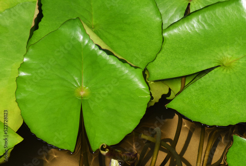 green water lily leaf in the pond . close up view