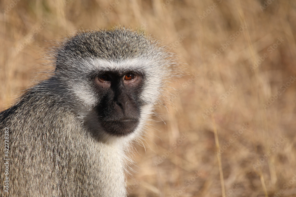Grüne Meerkatze / Vervet monkey / Cercopithecus aethiops . Grüne Meerkatze / Vervet monkey / Cercopithecus aethiops .
