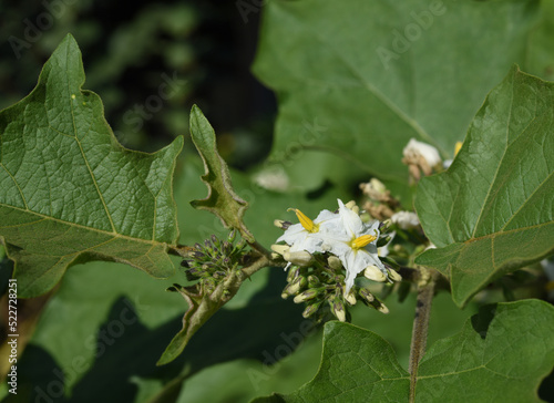 The flowers of wild eggplant ( Turkey berry ) with green leaf background in plantation
