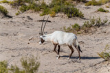 Single Arabian Oryx in the bushes of the Desert the Middle East , Middle East, Arabian Peninsula wildlife observation