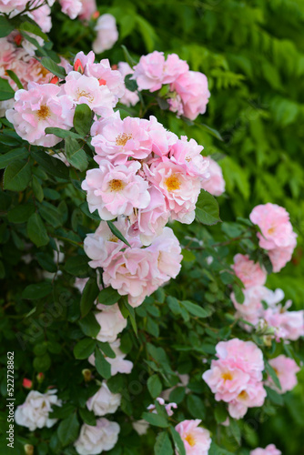 Fototapeta Naklejka Na Ścianę i Meble -  Beautiful blooming rose bush with pink flowers outdoors