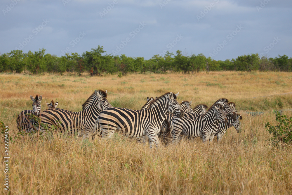 Fototapeta premium Steppenzebra / Burchell's zebra / Equus quagga burchellii