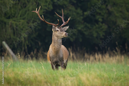 Obraz na płótnie Red deer, cervus elaphus, standing in long grassland in autumn nature. Antelred stag looking on green field in fall. Brown mammal staring on meadow from front. w salonie
