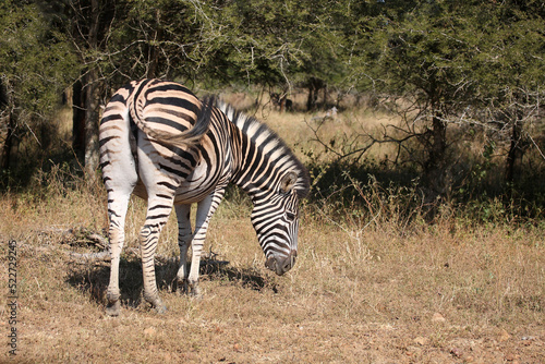 Steppenzebra / Burchell's zebra / Equus quagga burchellii