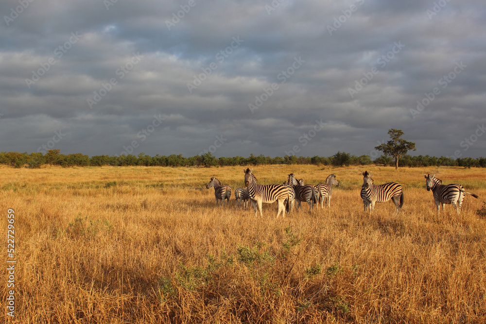 Naklejka premium Steppenzebra / Burchell's zebra / Equus quagga burchellii