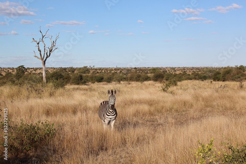 Fototapeta Naklejka Na Ścianę i Meble -  Steppenzebra / Burchell's zebra / Equus quagga burchellii