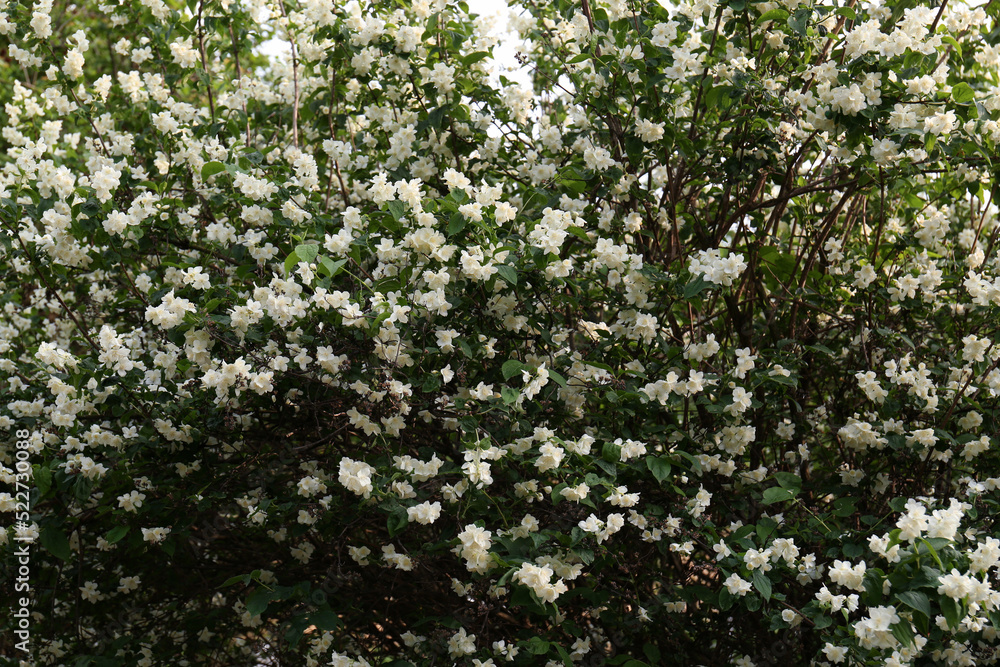 Beautiful jasmine shrub with white flowers outdoors Beautiful jasmine shrub with white flowers outdoors