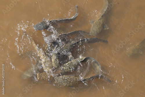 Afrikanischer Raubwels / African sharptooth catfish / Clarias gariepinus photo