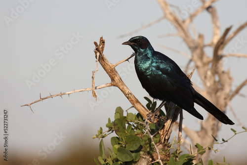 Riesenglanzstar / Burchell's starling / Lamprotornis australis photo