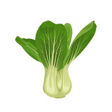 Vector illustration, Bok choy or Brassica rapa, isolated on white background.