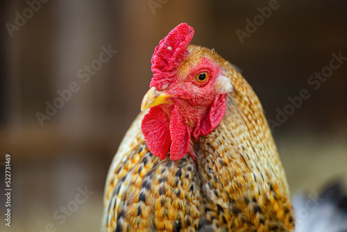 Detail of rooster on a farm with blurred background. Male domestic farm with focus on an eye in close up. Animal with red skin around beak in rural environment.