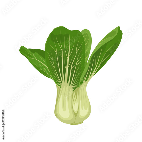 Vector illustration, Bok choy or Brassica rapa, isolated on white background.