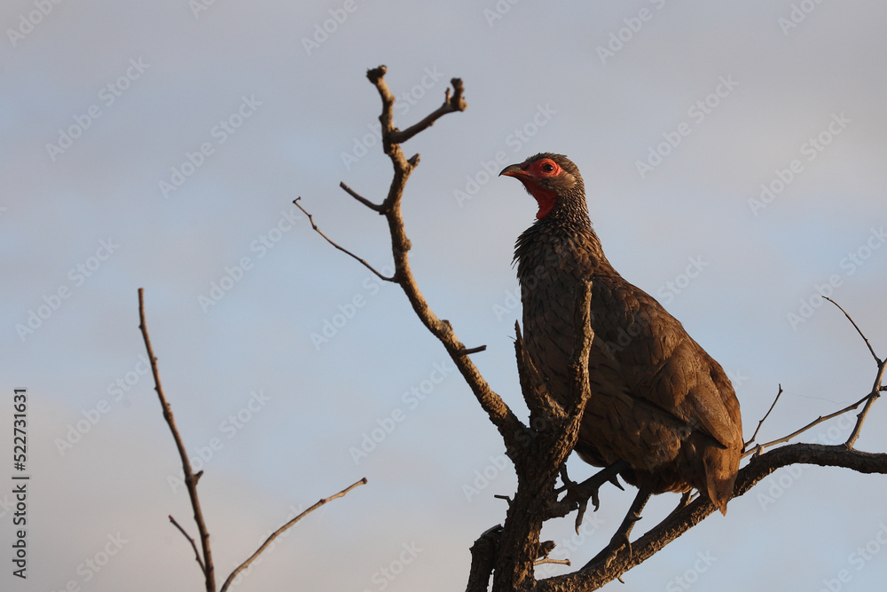Swainsonfrankolin / Swainson's francolin or Swainson's spurfowl / Francolinus swainsonii. Swainsonfrankolin / Swainson's francolin or Swainson's spurfowl / Francolinus swainsonii.