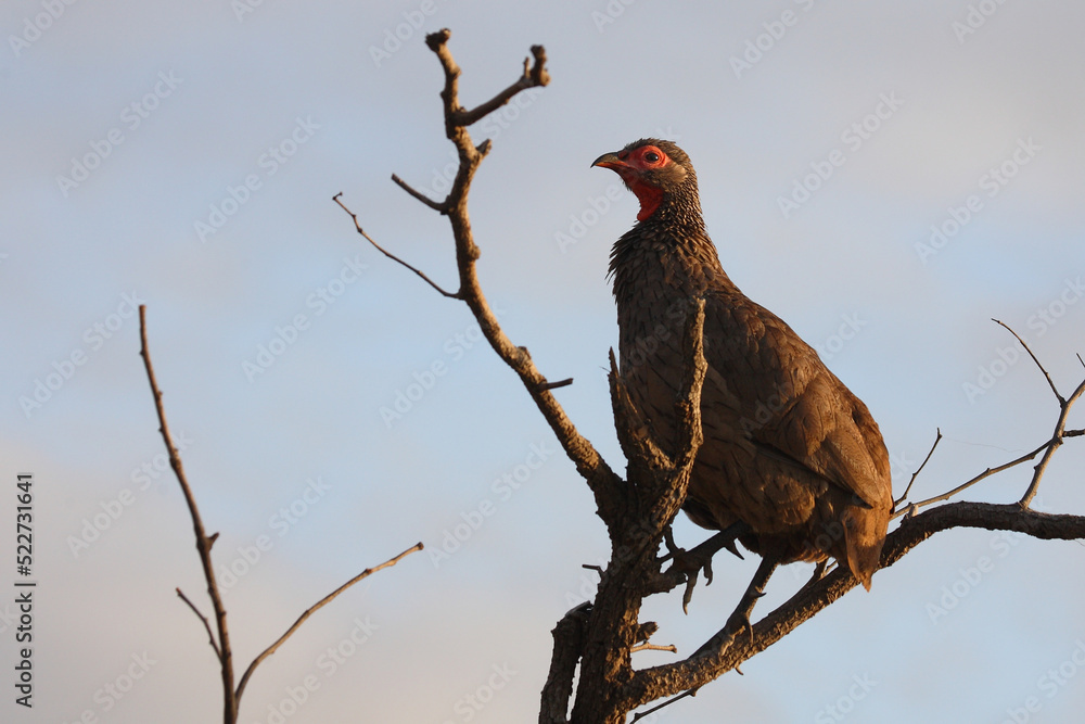 Swainsonfrankolin / Swainson's francolin or Swainson's spurfowl / Francolinus swainsonii. Swainsonfrankolin / Swainson's francolin or Swainson's spurfowl / Francolinus swainsonii.