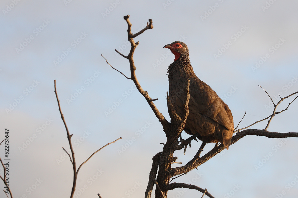 Swainsonfrankolin / Swainson's francolin or Swainson's spurfowl / Francolinus swainsonii. Swainsonfrankolin / Swainson's francolin or Swainson's spurfowl / Francolinus swainsonii.