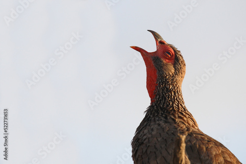 Swainsonfrankolin / Swainson's francolin or Swainson's spurfowl / Francolinus swainsonii. photo