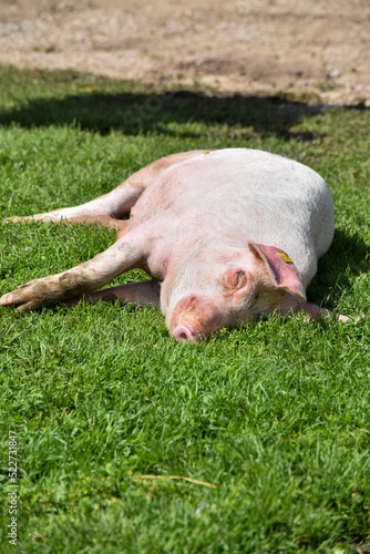 pig in the grass © Aurelio