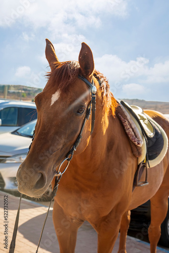 Chestnut horse stands on a city street. Face portrait of one brown arabian horse mare stallion in town with harness and black leather bridle. The horse looks forward with raised ears. Head animal © Sabrina Umansky
