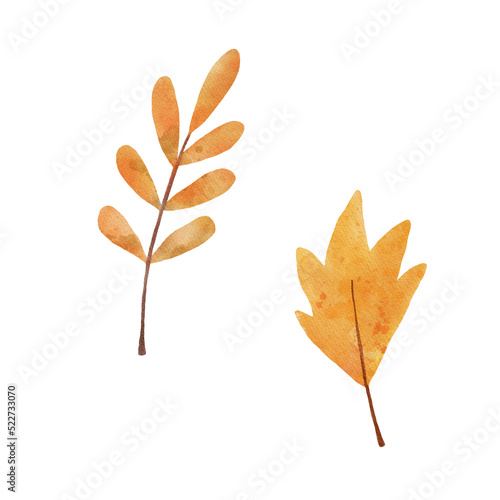 Watercolor rowan tree leaf isolated on white background. Autumn Drawing of plant. Fall leaves illustration